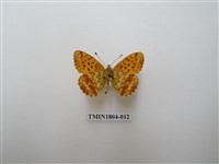 藏品(伊諾小豹蛺蝶)的圖片